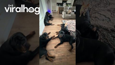 Rottweilers in the House || ViralHog