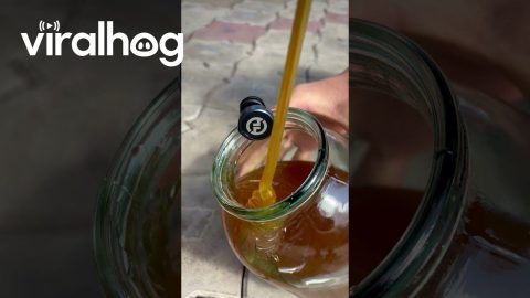 Satisfying Honey Pouring in a Jar With ASMR Sound || ViralHog