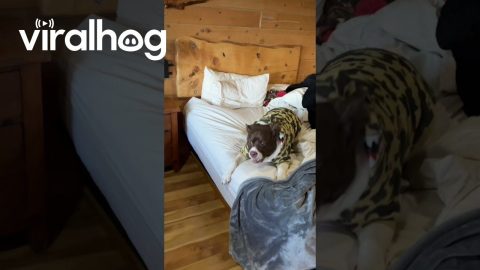 Room Came With a Surprise Welcome Committee || ViralHog