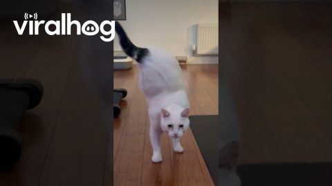 Tripod Cat Handstands Away || ViralHog