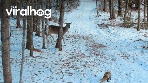 Fox Caught Trailing Deer Herd || ViralHog