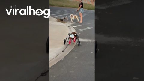 It's Called a "Bull-Dozer" || ViralHog