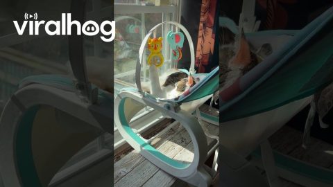 Cat Plays In Sunny Baby Rocker || ViralHog