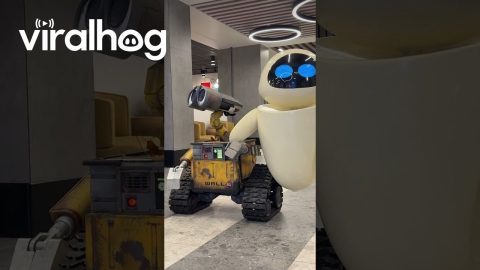 Walle and Eve at Pixar Place Hotel || ViralHog