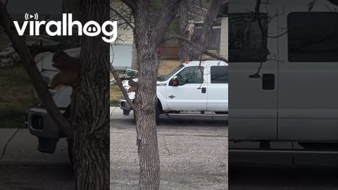 Squirrel Sitting Weird in a Tree || ViralHog
