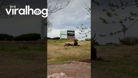 Small Herd of Elk Hanging Out in Parking Lot || ViralHog