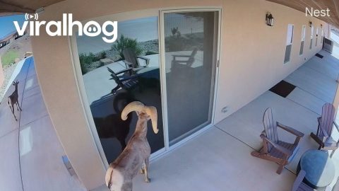 Bighorn Sheep Smashes Glass Door After Seeing Its Reflection || ViralHog
