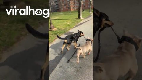 Dog Walking Other Dog || ViralHog