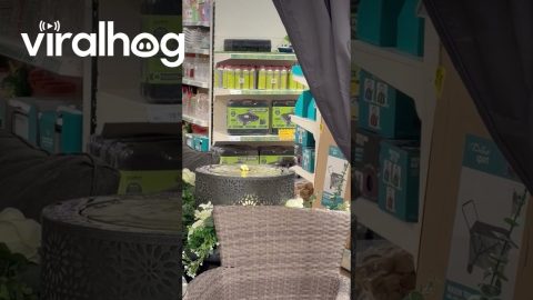 Bird Gives Bird Bath a Test Run at the Store || ViralHog