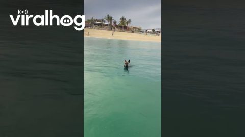 Donkey Wants to Go Fishing Too || ViralHog
