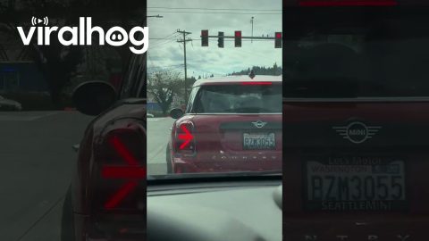 Confusing Blinker || ViralHog