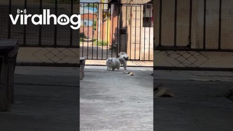 Chubby Cat Needs Help to Squeeze Through the Gate || ViralHog