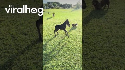 Foal Galloping Trips and Pretends Nothing Happened || ViralHog