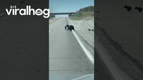 McAdoo Black Bear Crosses Road With Four Cubs || ViralHog