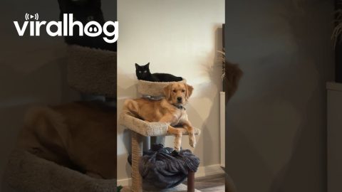 Dog Fully Believes He’s a Cat || ViralHog