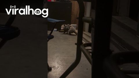 Opossum Brings Babies To Safe Resting Space || ViralHog