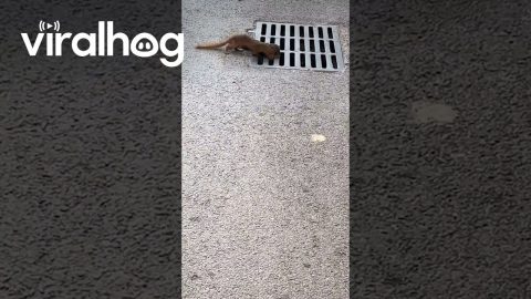 One Weasel Escapes Through Drain While Its Big-Headed Friend Fails || ViralHog