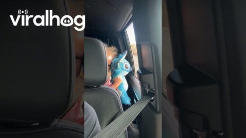 Rare Footage of Two Stitches Spotting Each Other in the Wild || ViralHog
