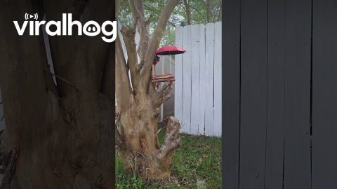 Easter Egg Hunt For Yard Squirrels || ViralHog