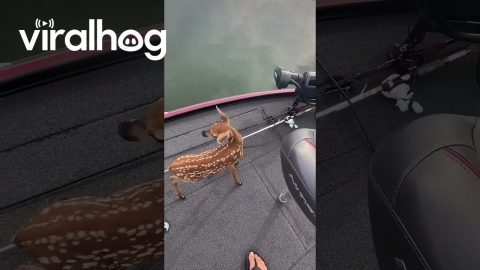 Baby Deer Swims to Fishing Boat || ViralHog