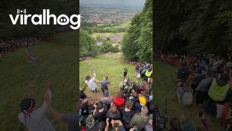 Cheese Rolling Festival in Gloucestershire || ViralHog