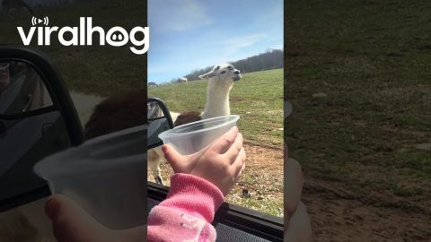 Llama Thinks He's Too Good For Their Snacks || ViralHog
