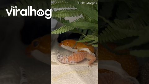 Leopard Gecko Calmly Peels Off Shed || ViralHog