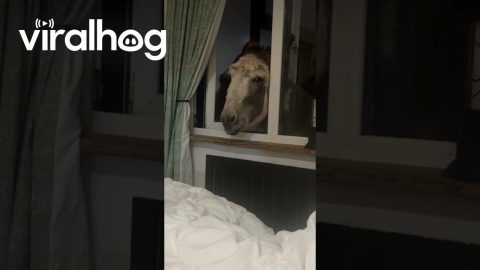 Donkey Peaks in to Say Goodnight || ViralHog