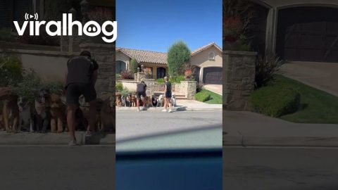 Long Line of Extra Good Dogs Sitting on Sidewalk || ViralHog