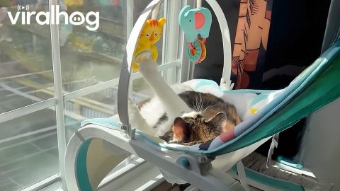 Cat Caught Playing in Rocking Baby Chair || ViralHog