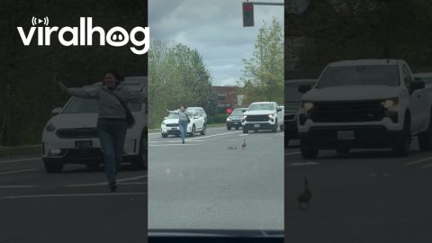 Woman Helps Duck Family Skedaddle Off Busy Street || ViralHog