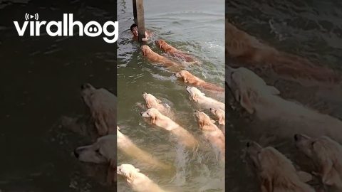 Swimming With Golden Retrievers || ViralHog Shorts