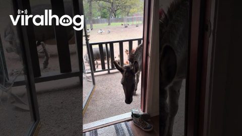 Demanding Donkey Opens Door In Search of Snacks || ViralHog
