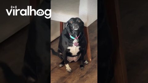 Dog Ate Loaf of Bread While Home Alone || ViralHog