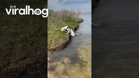 Pitty Rolling on the Beach Accidentally Rolls into the Water || ViralHog