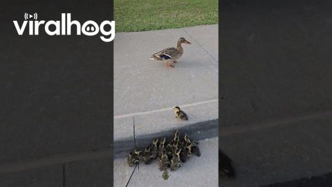 Ducklings Needed a Helping Hand || ViralHog