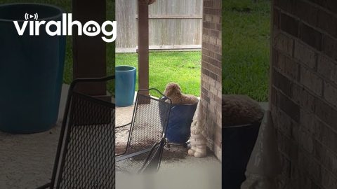 Doodle Plants Himself In Large Flower Pot || ViralHog