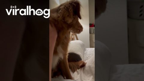 Pup Has a Miscalculated Jump || ViralHog