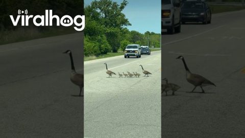 Baby Geese Cross the Road Between Mom and Dad || ViralHog