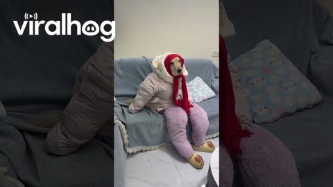 Dog Bundled In Winter Clothes || ViralHog