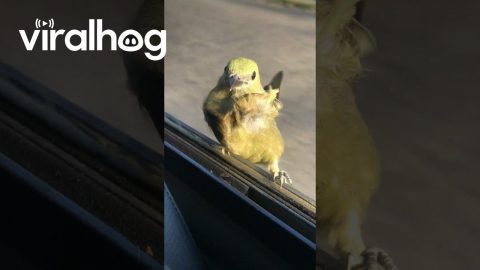 Little Bird Catches a Ride on the Bus || ViralHog