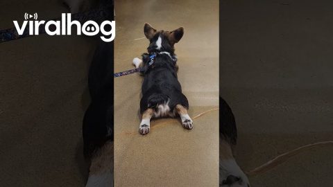 Splooting Corgi's Intermittent Tail Wag || ViralHog