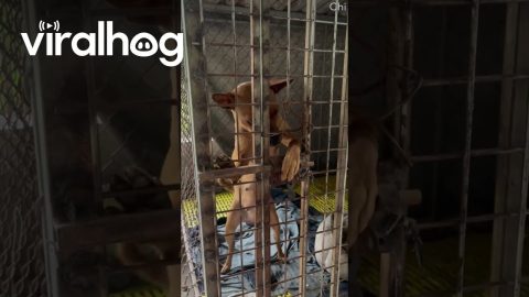 Smart Puppy Escapes Kennel || ViralHog