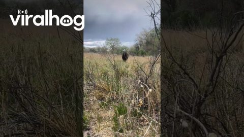 Bear Runs at Turkey Hunters || ViralHog