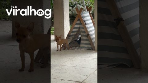 Chaotic Puppy Tent || ViralHog