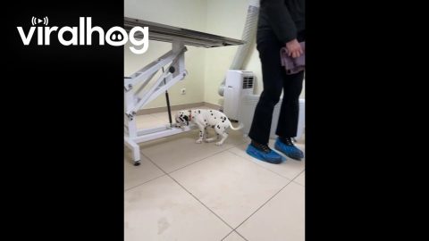 Dalmatian Puppy Acting Cool at the Vet || ViralHog