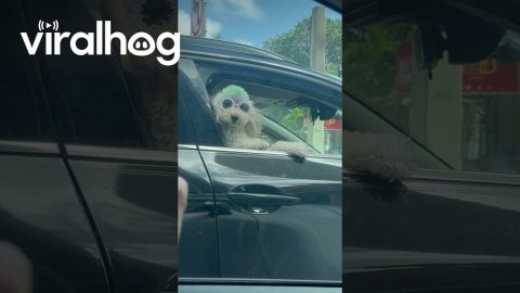 Diva Dog in Miami || ViralHog