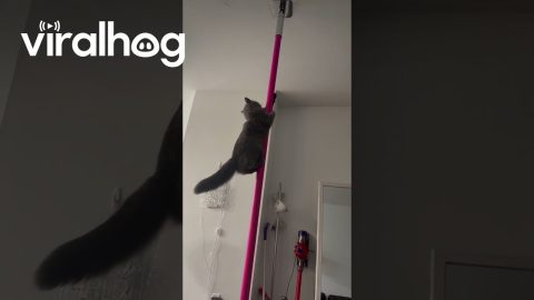 Cat Is a Natural on the Pole || ViralHog