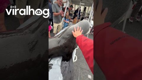Sea Lion Climbs Aboard Tourist Boat in Search of Snacks || ViralHog
