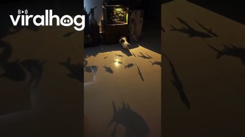 Cat Chases Fish Shadows Cast From Glowing Aquarium || ViralHog